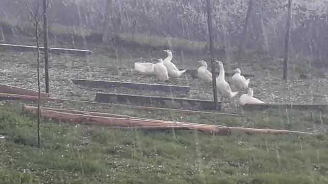 Ducc Hailstorm