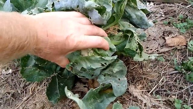 на #даче я #посадил #капусту #теплицу 15 09 2022 #кивано #расцвела #яблоки смотреть онлайн