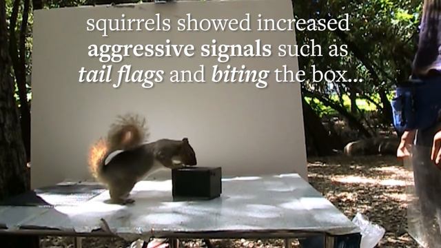 Animal Behavior Research on Fox Squirrels смотреть онлайн
