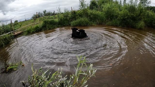Медведи на дальнем озере. смотреть онлайн