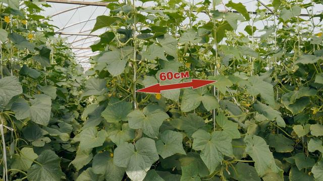 ВЫРАЩИВАЕМ ОГУРЦЫ смотреть онлайн