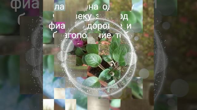 Разговор фиалки и дождика. Сказки тëтушки Фаины. Музыка Александра Ткаченко. смотреть онлайн