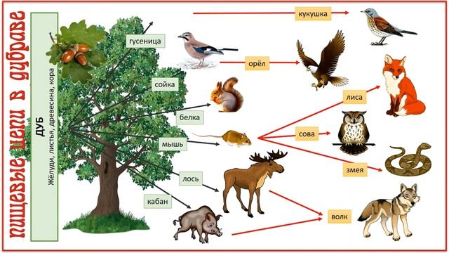 "Что такое природное сообщество", Окружающий мир 4 класс ч.1, с.50-53, Планета знаний. смотреть онлайн