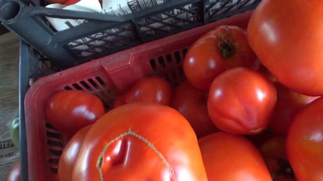 Как мы дозариваем томаты.