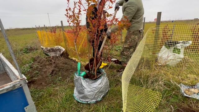 Выкапываем взрослые кусты голубики | Переезд на новое место смотреть онлайн