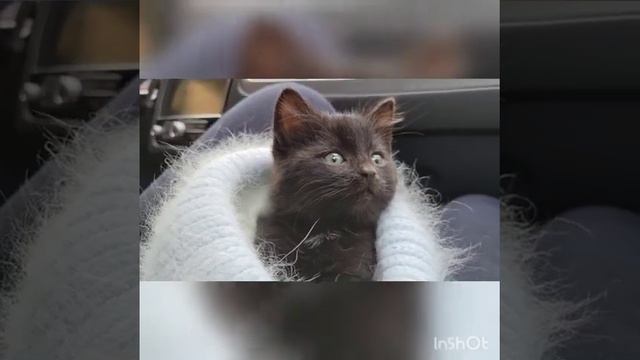 котятки в добрые руки Спб больше в инстаграме @kotarium_ru смотреть онлайн