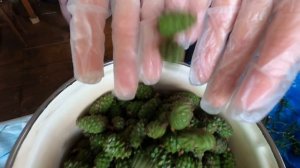 Варим варенье из шишек. Самый простой рецепт.