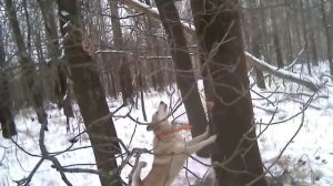 охота на куницу с западно-сибирскими лайками