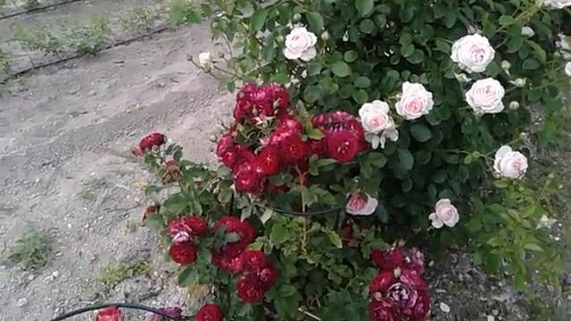 розы велендшпиль , ля калисон и лиа меж, питомник роз полины козловой, rozarium.biz смотреть онлайн