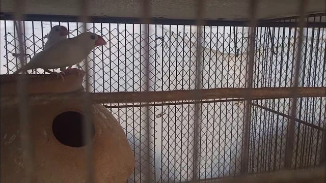 New Java Finch Pair releasing in Aviary | Pets Vlog смотреть онлайн