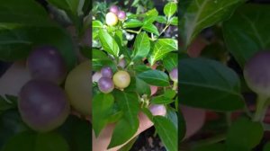 Взрывоопасный Уголёк острый перец. Explosive Ember и другие декоративные перцы. обзор