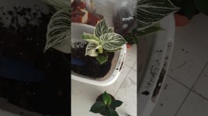 Пересадка Филодендрона Биркин - какой должен быть грунт