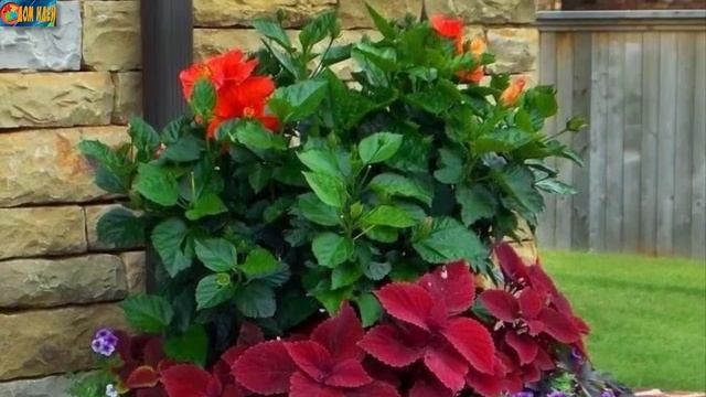 Садовые растения в горшках: оригинальные идеи цветочных клумб. смотреть онлайн