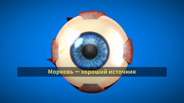 Овощи и фрукты - природа показывает нам, что полезно для нашего организма! Часть 1 смотреть онлайн