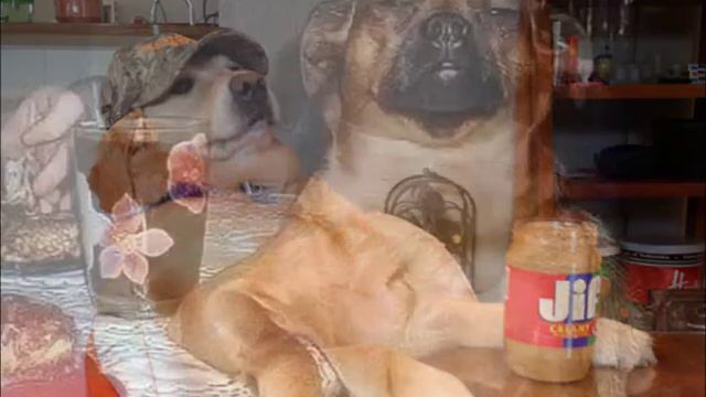 УДАЧНЫЕ ФОТО СОБАЧЕК 🐶 СМЕШНОЕ ФОТО ВИДЕО 🐸 смотреть онлайн