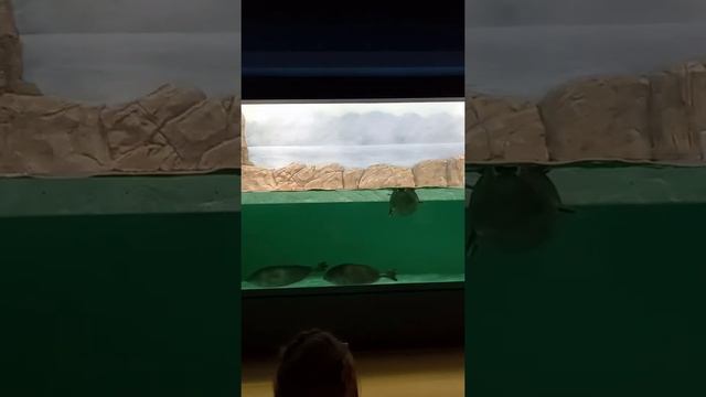 нерпы байкала смотреть онлайн