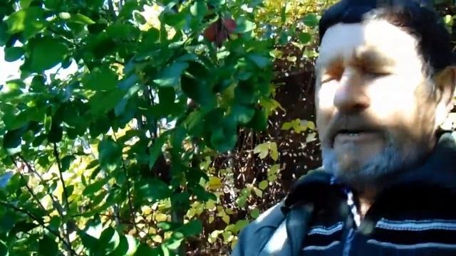 Абрикосовые подвои – хороши для именно слив-венгерок смотреть онлайн