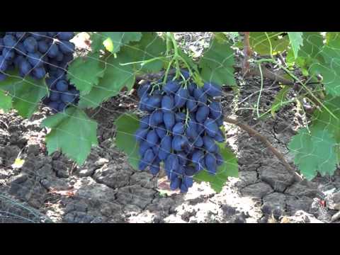 Сорт Винограда Блэк Фингер (Черный палец)