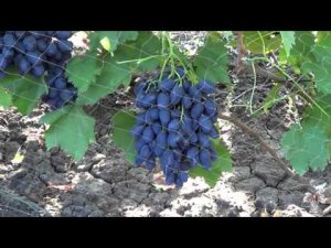 Сорт Винограда Блэк Фингер (Черный палец)