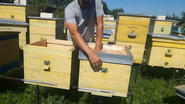 Самый простой и эффективный отводок без матки.