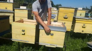 Самый простой и эффективный отводок без матки.