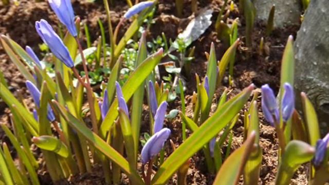 Хионодокса