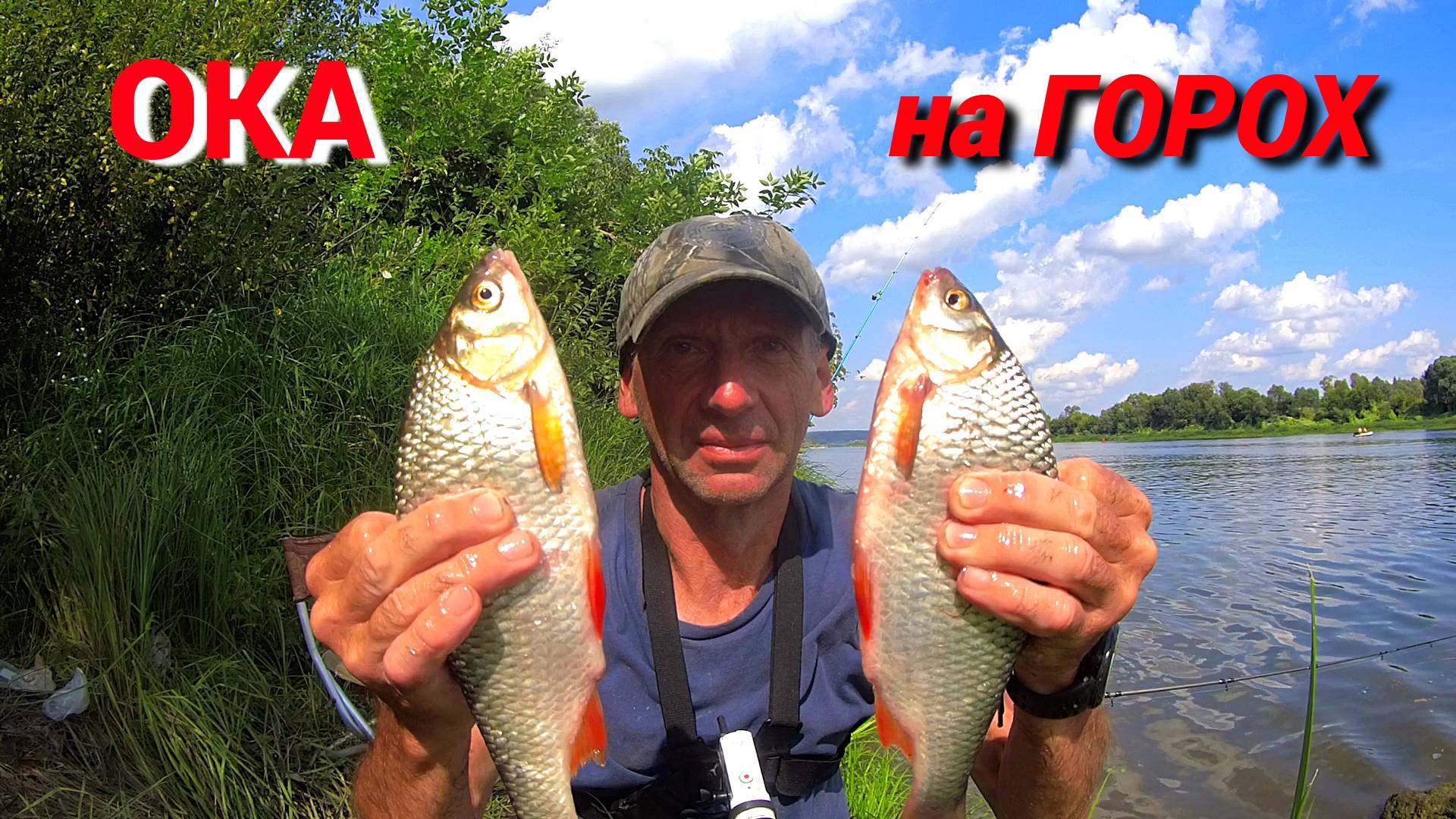 КРУПНАЯ ПЛОТВА РАДУЕТ РЫБАКА. Ловлю на зерновые насадки на ОКЕ. смотреть онлайн