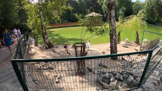 НОВОСИБИРСК ЗООПАРК/НАШ ОБЗОР #зоопарк #новосибирск смотреть онлайн