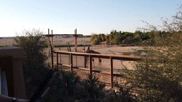 Аль Айн. Аренда авто. Самый большой зоопарк в стране | Будь с Нами в ОАЭ #8 смотреть онлайн