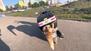 Зачем мотоциклисты вешают хвосты?