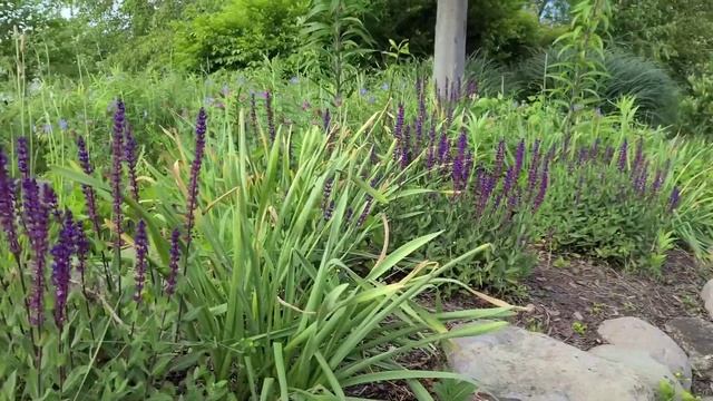SALVIA NEMOROSA CARDONNA (SAGE) смотреть онлайн