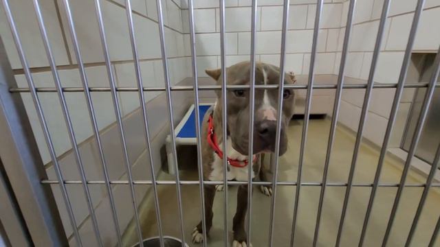 The Friday Shelter Walk At CCAS For The Weekend Of Jan 7, 2022! смотреть онлайн