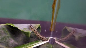 ВЫРАСТИЛИ БАБОЧКУ ИЗ ГУСЕНИЦЫ! - ЭКСПЕРИМЕНТ