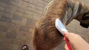 Новую Мурыську определили в стационар. 2 день алабая у нас, собаки его обижают.