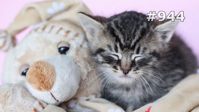 #944. Коты (В мире животных) смотреть онлайн