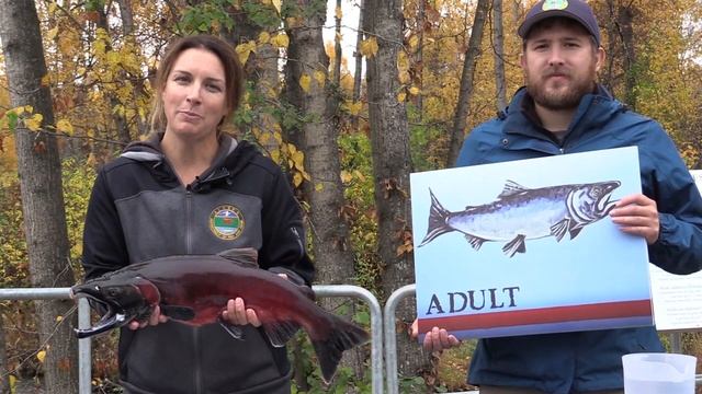 The Salmon Life Cycle - A Resource for Teachers and Students смотреть онлайн