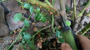 Если нет базальных побегов.  Обрезаю взрослую плетистую розу.