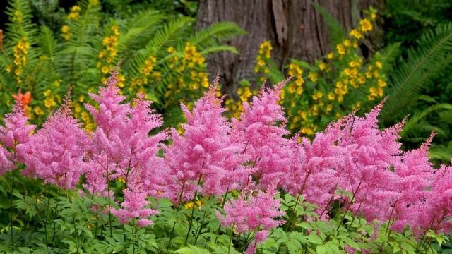 Астильба - посадка и уход, размножение, использование