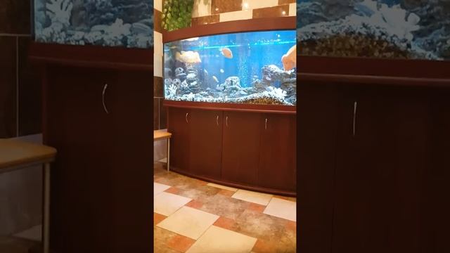 Рыба человек смотреть онлайн