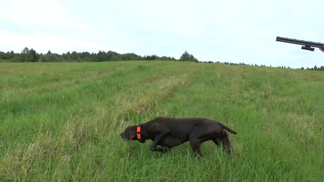 Работа легавой - по бегущему дупелю. Классическая охота с легавой.