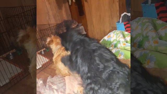 Боня и Буся смотреть онлайн