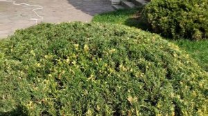 КАК ПРАВИЛЬНО ПРИДАТЬ ФОРМУ ХВОЙНЫМ ВЕСНОЙ. БЫСТРАЯ ОБРЕЗКА ХВОЙНЫХ