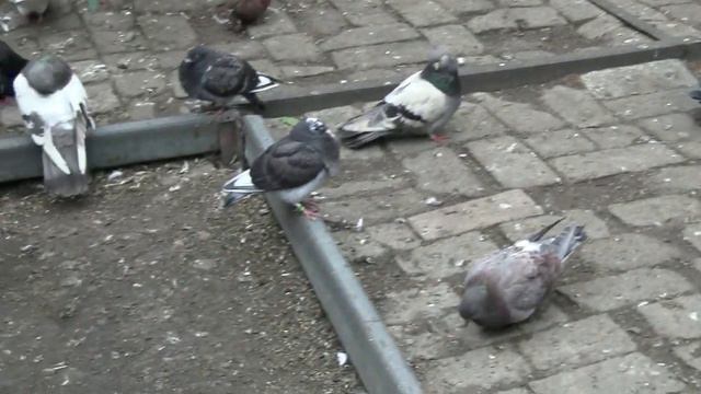 Такого еще не видали ! смотреть онлайн