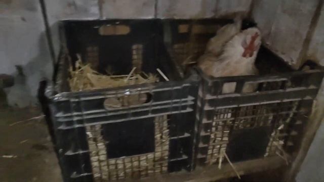 Обзор хозяйства / Куры и индоутки / Индоутки несутся осенью / Какая яйценоскость кур смотреть онлайн