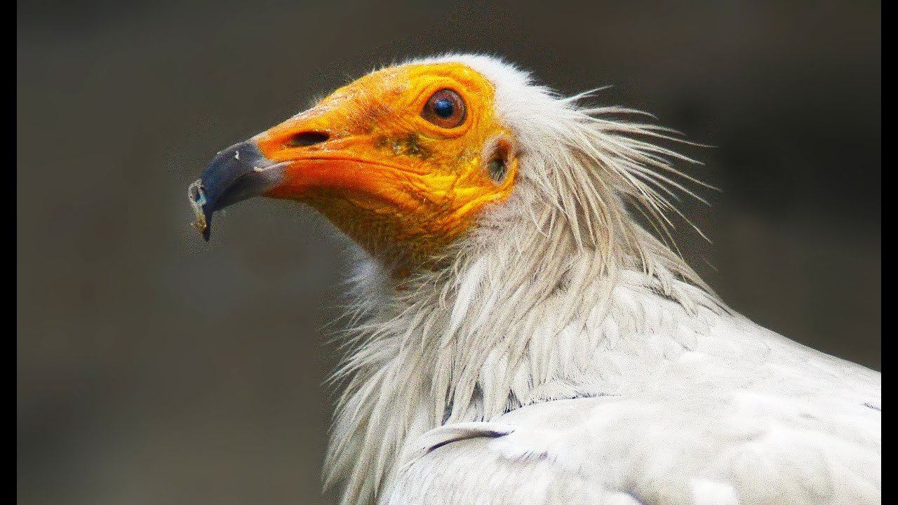 Стервятник (Neophron percnopterus) - Egyptian Vulture смотреть онлайн