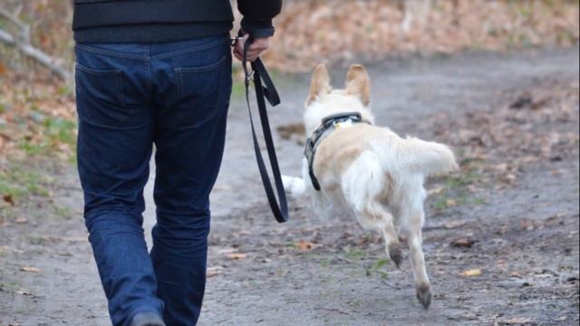 Пес изменил жизнь человека! Душераздирающая история смотреть онлайн
