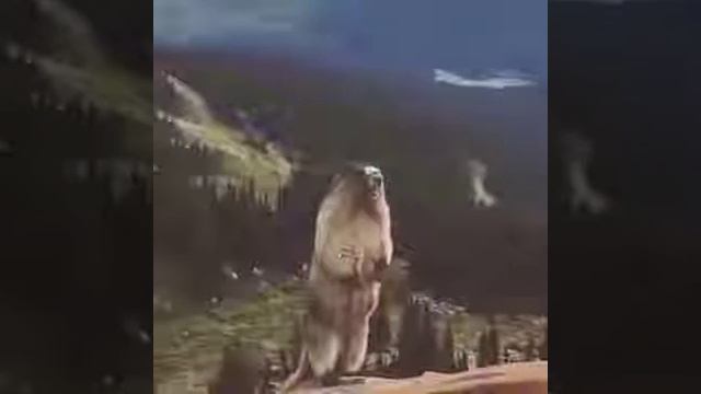 Прикол суслик орет! смотреть онлайн