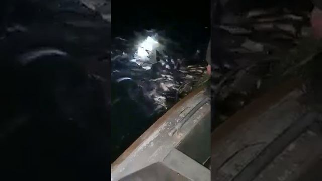 Задержание браконьеров! Тонны рыбы! Осетровые породы и не только! смотреть онлайн