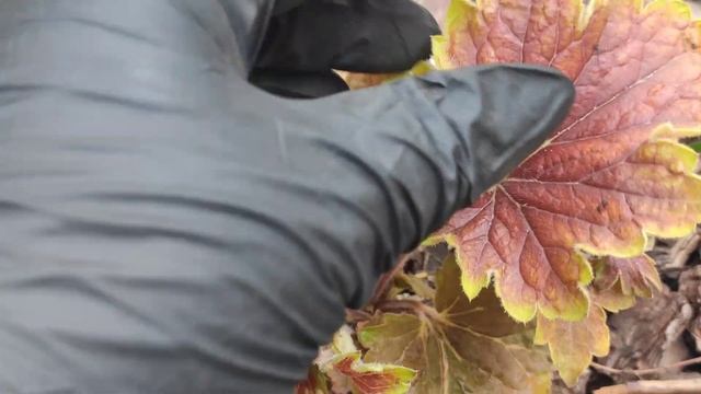 Гейхера Delta Dawn