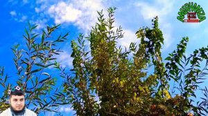 Кори Амирхамза Мавлуд 2019